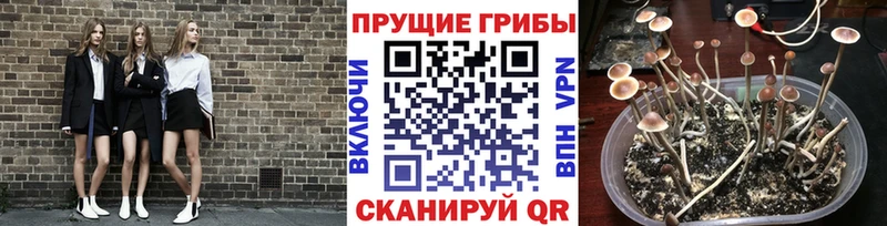 Псилоцибиновые грибы Psilocybine cubensis Купить где Лянтор